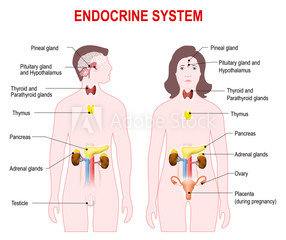 How-Does-the-Endocrine-System-Work-Chart